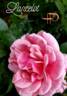 Lancelot ® rose photo