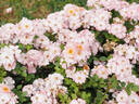 AM037 rose photo
