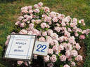 AM037 rose photo