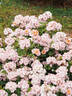 AM037 rose photo