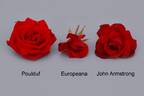 POUlduf rose photo