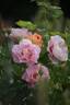 Hubba Dubba rose photo