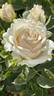 King Kong+ rose photo