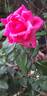 Berleburg ® rose photo