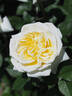 DORanter rose photo