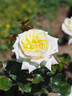 DORanter rose photo