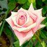 Anne Letts rose photo