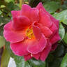 Chocoholic rose photo