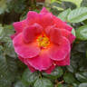 Chocoholic rose photo