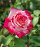 Dreamcatcher rose photo