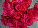 High rose photo
