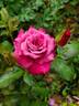 Dejá Blu ™ rose photo
