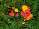 Rainbow Sorbet ™ rose photo