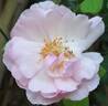 Lady Salisbury rose photo