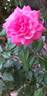 Berleburg ® rose photo