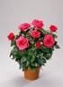 Poulpah033 rose photo