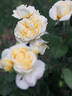 DORanter rose photo