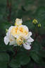 DORanter rose photo