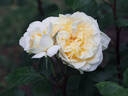 DORanter rose photo