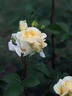 DORanter rose photo