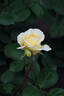 DORanter rose photo