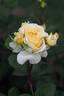 DORanter rose photo