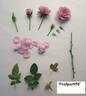 Poulpar058 rose photo