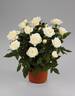 POUlpar068 rose photo