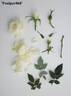 POUlpar068 rose photo