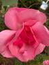 Cicely Lascelles rose photo