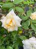 Golden Vision rose photo