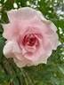 Tonner's Fancy rose photo