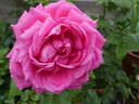 Anuschka rose photo