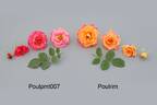 POUlpmt007 rose photo