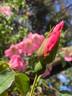 Harbinger rose photo