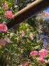 Harbinger rose photo