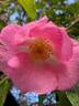 Harbinger rose photo