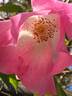 Harbinger rose photo