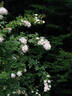 Sweet Siluetta rose photo