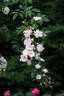 Sweet Siluetta rose photo