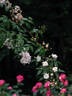 Sweet Siluetta rose photo