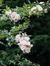 Sweet Siluetta rose photo