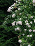 Sweet Siluetta rose photo