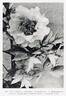 L'Espérance peony photo