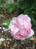 The Miller rose photo