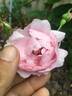 The Miller rose photo