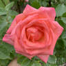 St. Brigid's Rose rose photo