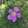 Nieuwesteegii rose photo