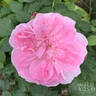 Cicely O'Rorke rose photo