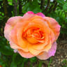 Desert Glow rose photo